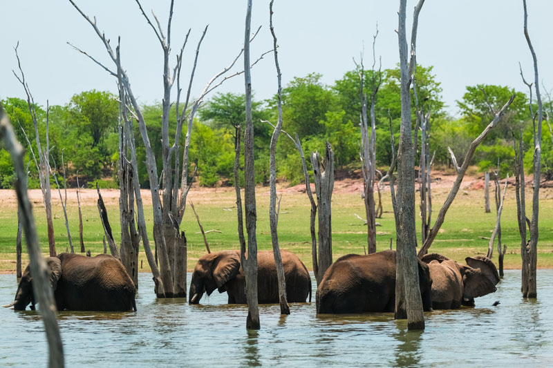 Nehimba Safari Lodge - Hwange